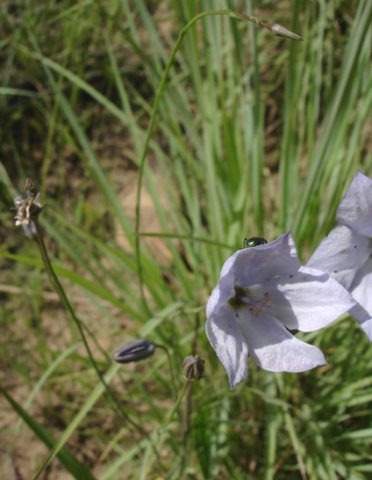 Wahlenbergia grandiflora